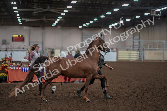 2019 Morgan Horse Show - Aug 31, 2019 - 01037