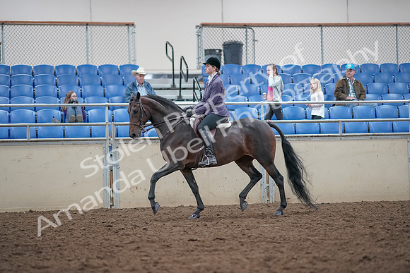 2019 Morgan Horse Show - Aug 31, 2019 - 14943