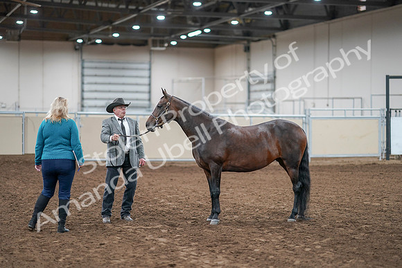 2020 - AB Morgan Horse - Sat, Sept 05 - 00223