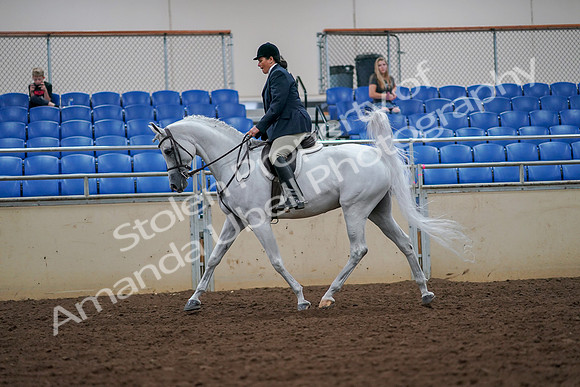 2019 Morgan Horse Show - Aug 30, 2019 - 17314