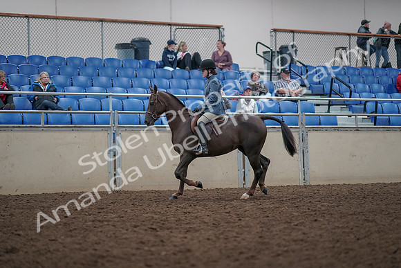 2019 Morgan Horse Show - Aug 31, 2019 - 16562