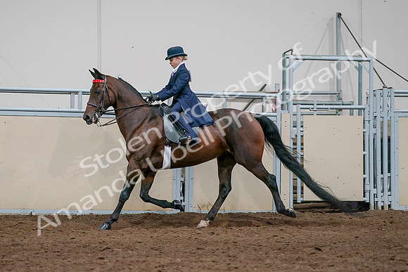 2020 - AB Morgan Horse - Sat, Sept 05 - 04929