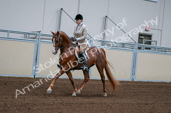 2020 - AB Morgan Horse - Fri, Sept 04 - 01625