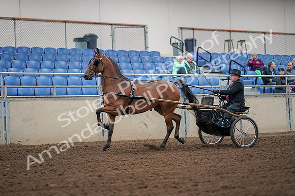 2019 Morgan Horse Show - Aug 30, 2019 - 13180