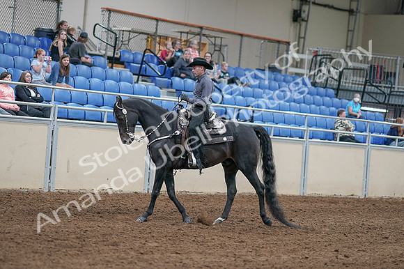 2020 - AB Morgan Horse - Fri, Sept 04 - 08270