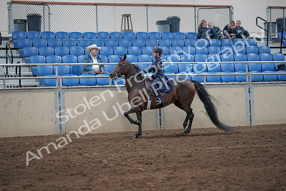 2019 Morgan Horse Show - Sept 01, 2019 - 12740