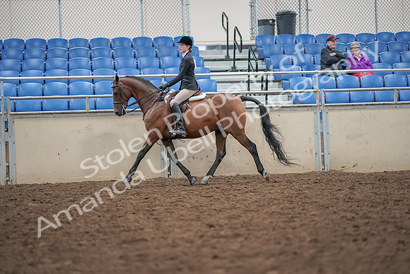 2019 Morgan Horse Show - Aug 30, 2019 - 20155