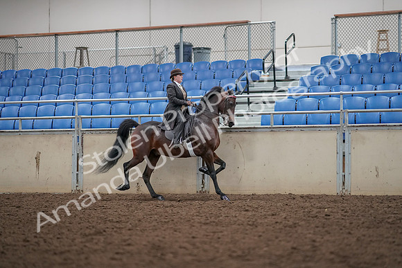 2019 Morgan Horse Show - Aug 30, 2019 - 28216
