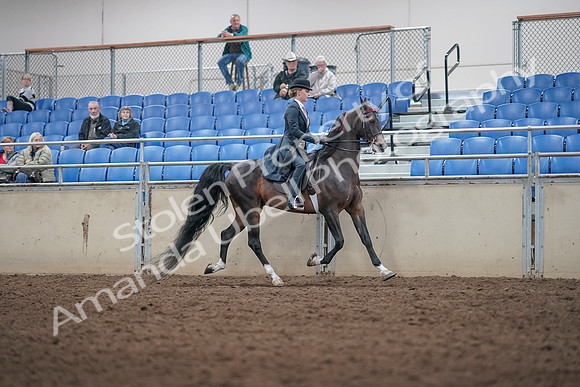 2019 Morgan Horse Show - Aug 31, 2019 - 08914