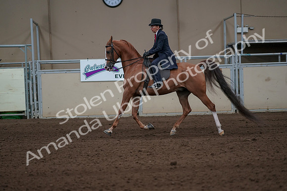 2019 Morgan Horse Show - Sept 01, 2019 - 11920