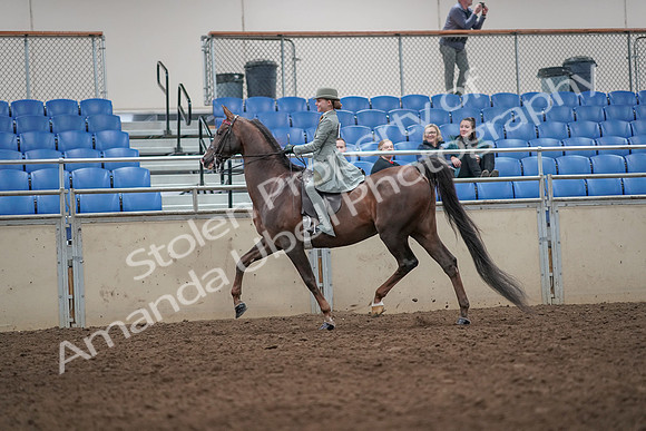 2019 Morgan Horse Show - Aug 31, 2019 - 07666