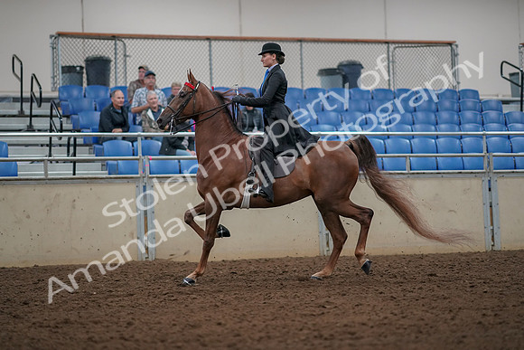 2019 Morgan Horse Show - Aug 30, 2019 - 25131