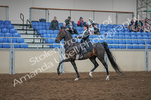 2020 - AB Morgan Horse - Fri, Sept 04 - 11349
