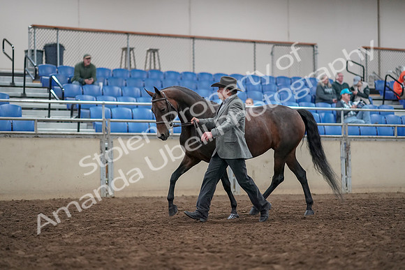 2019 Morgan Horse Show - Aug 31, 2019 - 03677