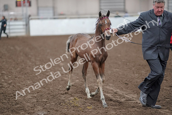 2019 Morgan Horse Show - Aug 31, 2019 - 00853