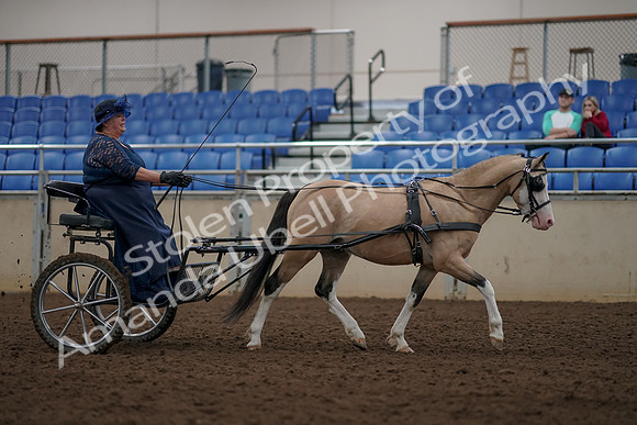 2019 Morgan Horse Show - Aug 31, 2019 - 04487