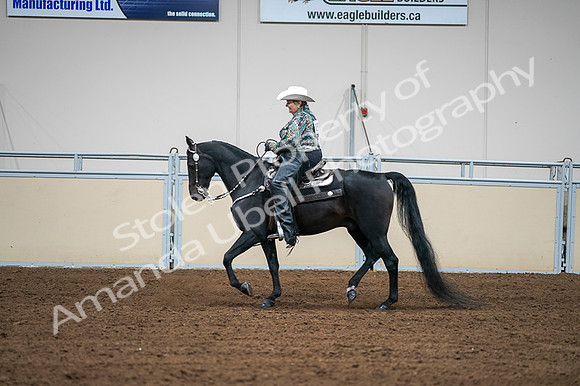 2020 - AB Morgan Horse - Fri, Sept 04 - 03619