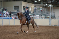 2020 - AB Morgan Horse - Fri, Sept 04 - 11076