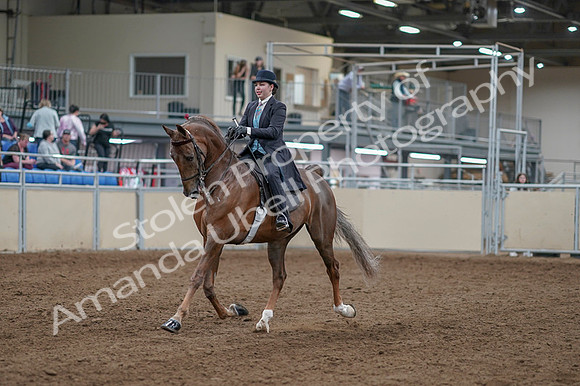 2020 - AB Morgan Horse - Fri, Sept 04 - 11076