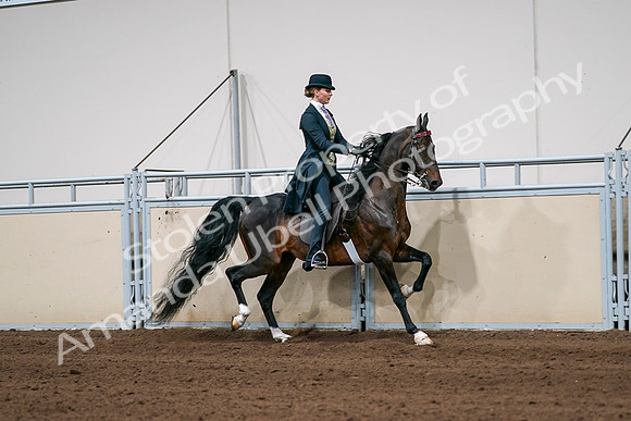 2020 - AB Morgan Horse - Sat, Sept 05 - 06397