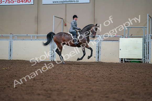 2019 Morgan Horse Show - Aug 30, 2019 - 21018