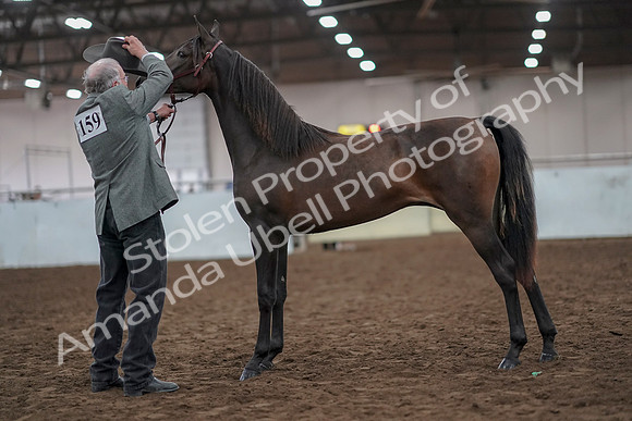 2019 Morgan Horse Show - Aug 31, 2019 - 02854