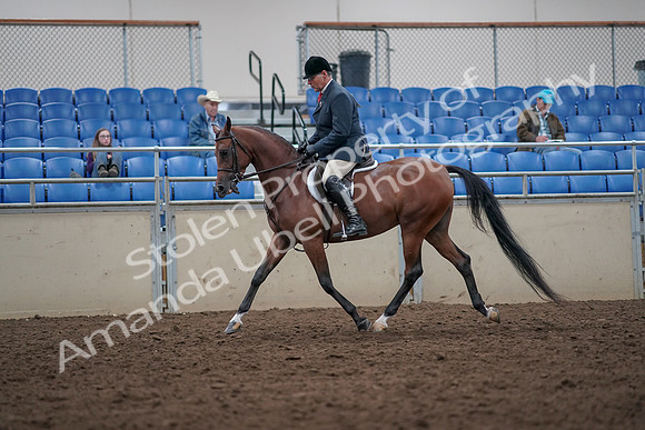 2019 Morgan Horse Show - Aug 31, 2019 - 14715