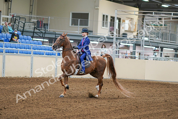2020 - AB Morgan Horse - Fri, Sept 04 - 04870