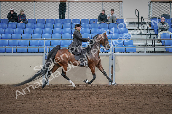 2020 - AB Morgan Horse - Fri, Sept 04 - 09832
