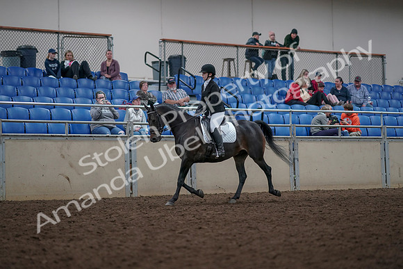 2019 Morgan Horse Show - Aug 31, 2019 - 16635