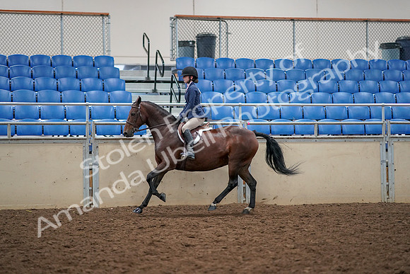 2019 Morgan Horse Show - Aug 30, 2019 - 23470