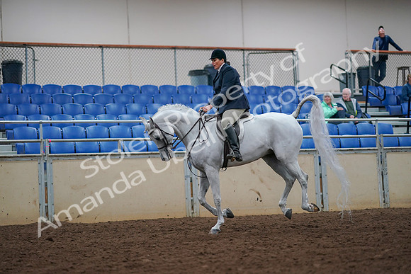 2019 Morgan Horse Show - Aug 30, 2019 - 17493