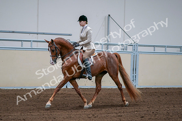 2020 - AB Morgan Horse - Fri, Sept 04 - 01630