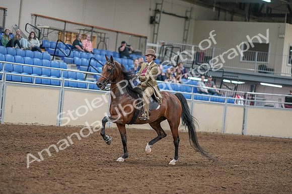 2020 - AB Morgan Horse - Fri, Sept 04 - 11406