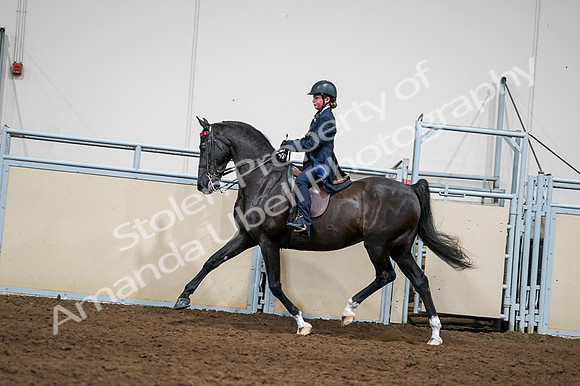 2020 - AB Morgan Horse - Fri, Sept 04 - 03250