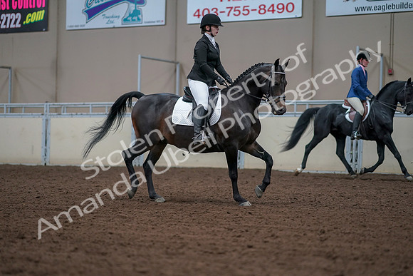2019 Morgan Horse Show - Aug 30, 2019 - 18481