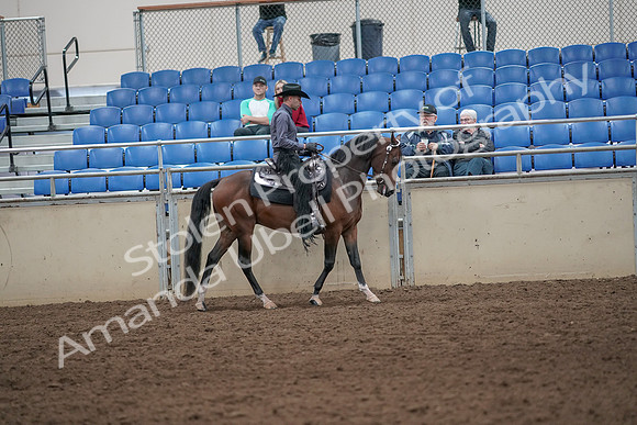 2019 Morgan Horse Show - Aug 31, 2019 - 06234