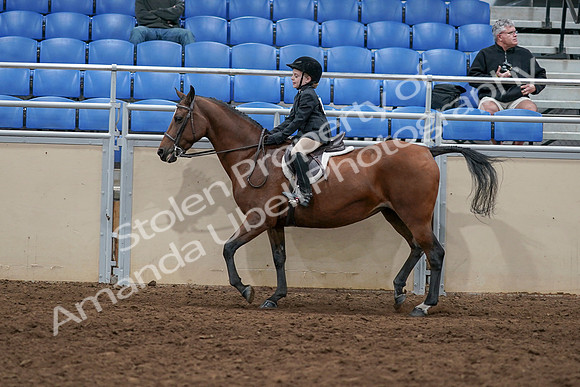 2020 - AB Morgan Horse - Sun, Sept 06 - 07732