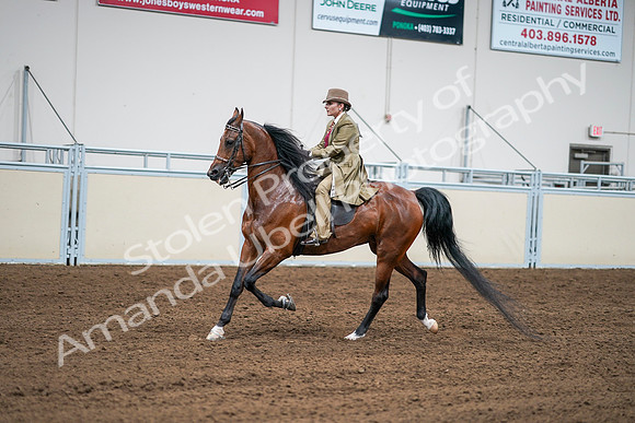 2020 - AB Morgan Horse - Sat, Sept 05 - 08092