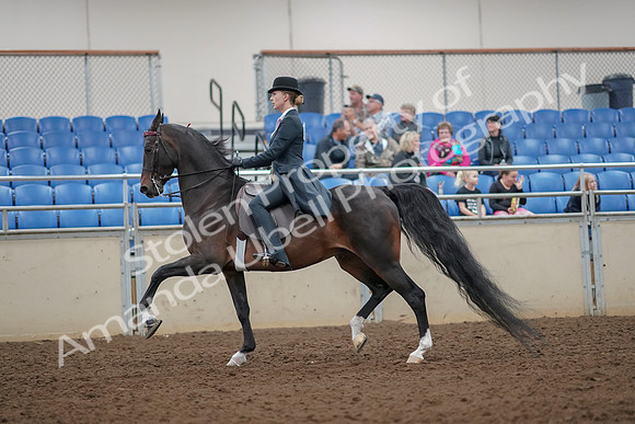 2019 Morgan Horse Show - Aug 30, 2019 - 25015