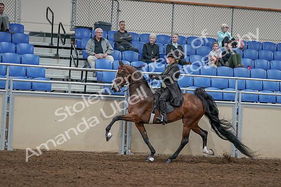 2020 - AB Morgan Horse - Fri, Sept 04 - 09769