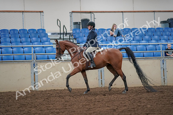 2019 Morgan Horse Show - Aug 30, 2019 - 16099