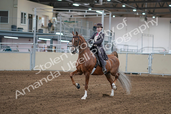 2020 - AB Morgan Horse - Sat, Sept 05 - 06148