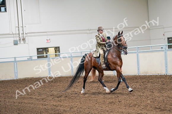 2020 - AB Morgan Horse - Sat, Sept 05 - 08221
