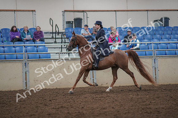 2019 Morgan Horse Show - Aug 30, 2019 - 26770