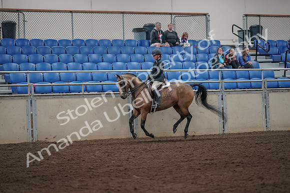 2019 Morgan Horse Show - Aug 31, 2019 - 05014