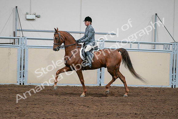 2020 - AB Morgan Horse - Sat, Sept 05 - 03040