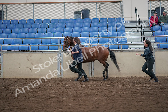 2019 Morgan Horse Show - Aug 31, 2019 - 01018