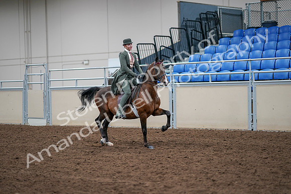 2020 - AB Morgan Horse - Fri, Sept 04 - 03413