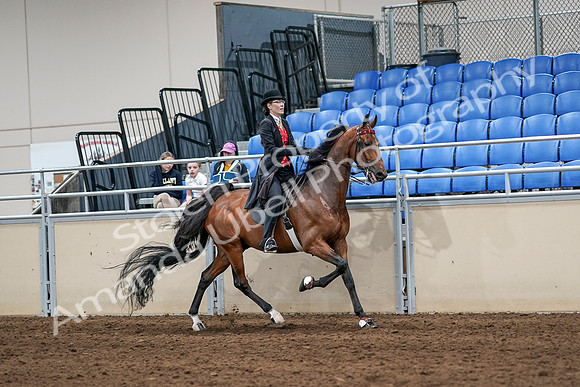 2020 - AB Morgan Horse - Sat, Sept 05 - 06753